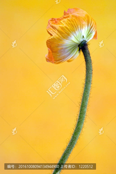 罌粟花
