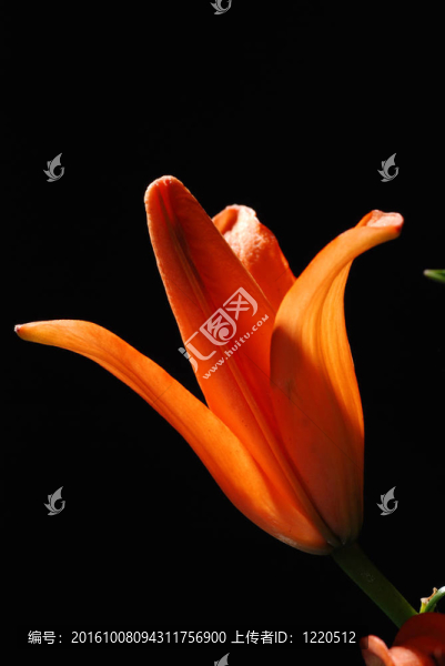 百合花