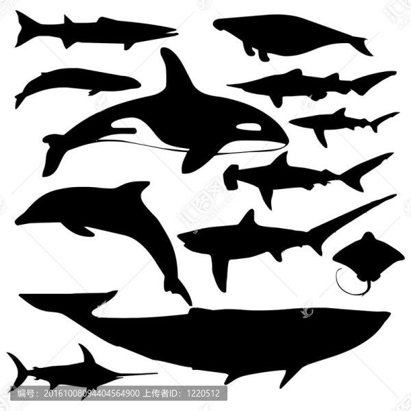 海洋動物