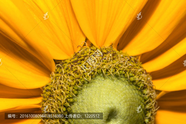 黑眼睛蘇珊特寫(xiě)。