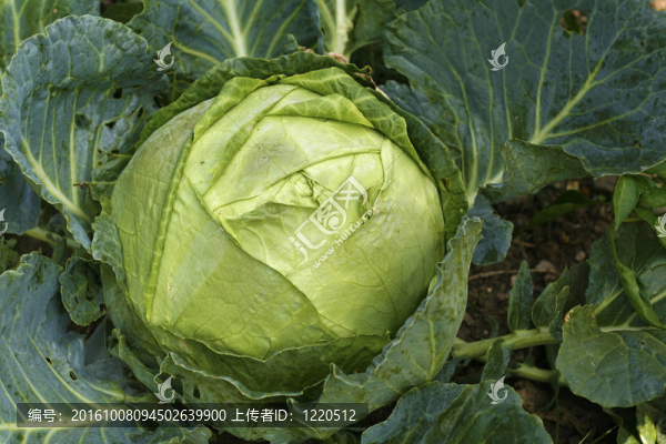 綠甘藍(lán)