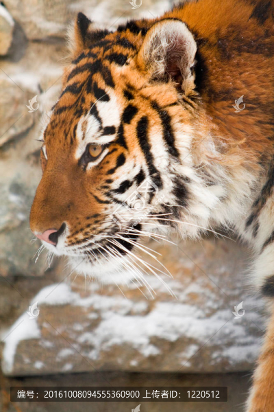 動物園里的西伯利亞虎