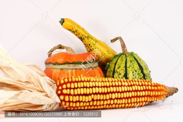 七彩葫蘆玉米