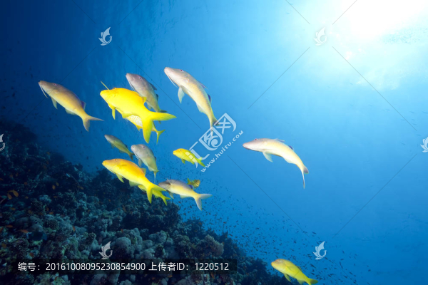 海緋鯉