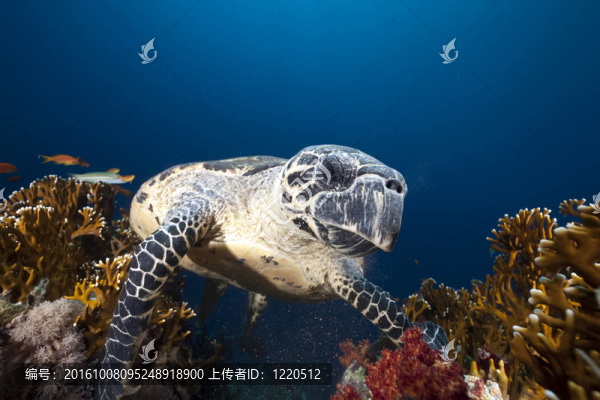 海洋和玳瑁