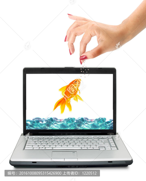 金魚