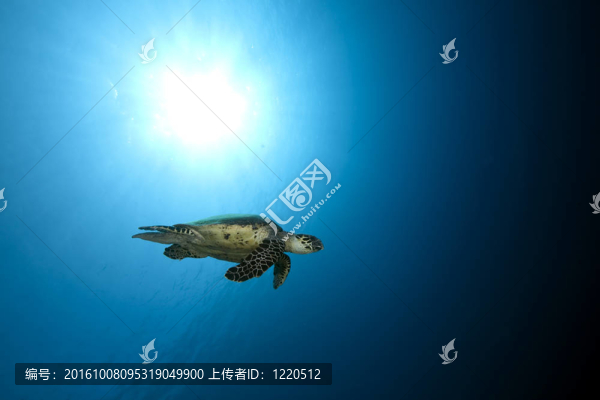 海洋和玳瑁