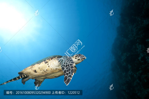 海洋和玳瑁