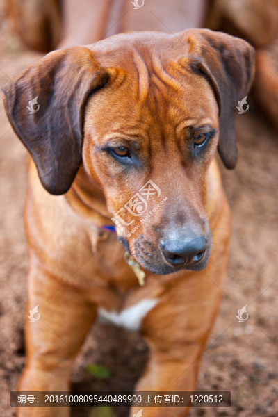 羅得西亞脊背犬