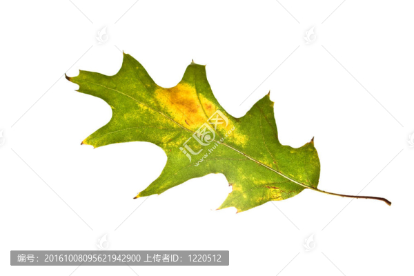 秋天的葉子