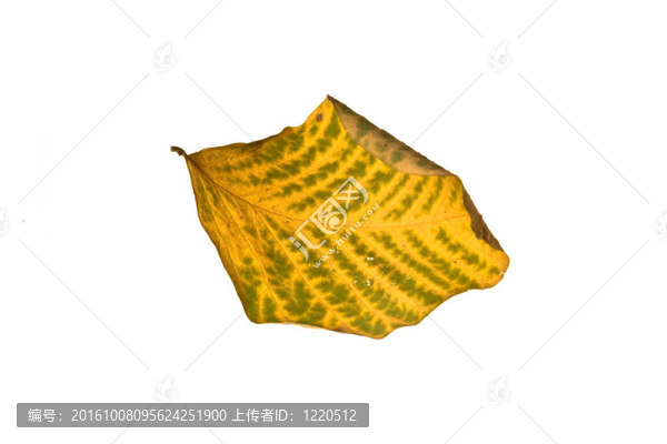 秋天的葉子