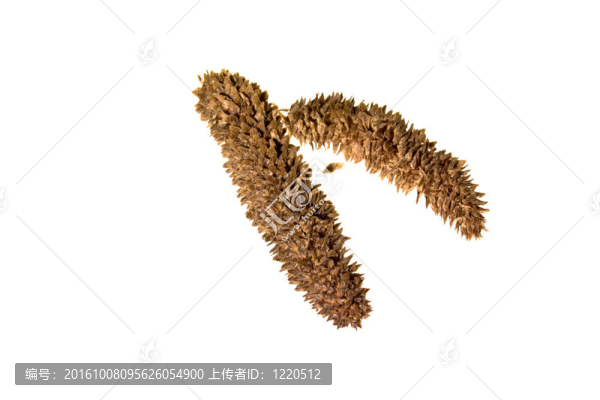 松樹(shù)的球果