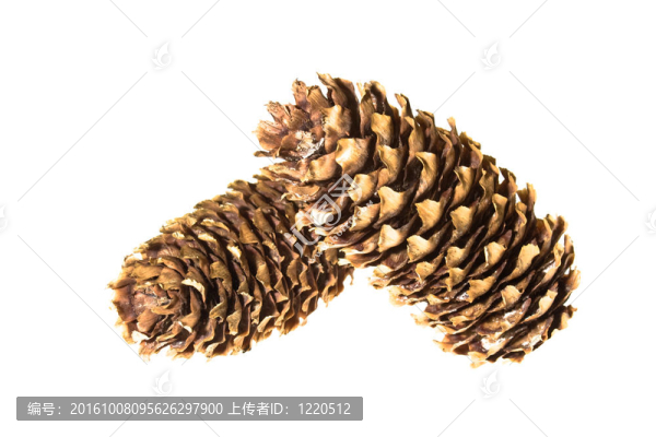 松樹的球果