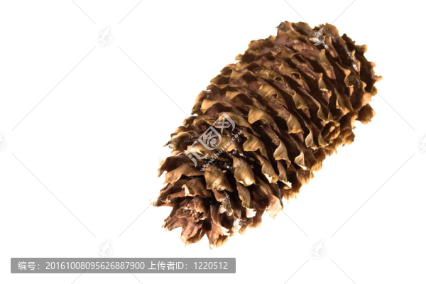 松樹(shù)的球果