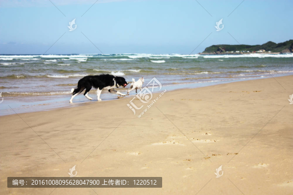 寵物生活方式