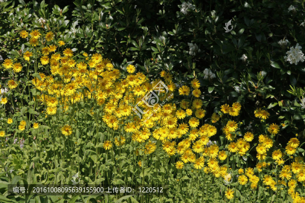 Doronicum；黃色的花朵在山坡上