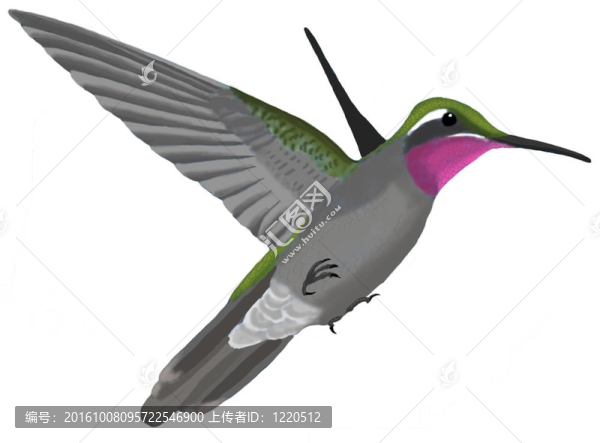 紫喉蜂鳥