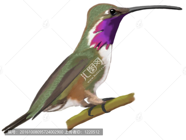 路西法蜂鳥