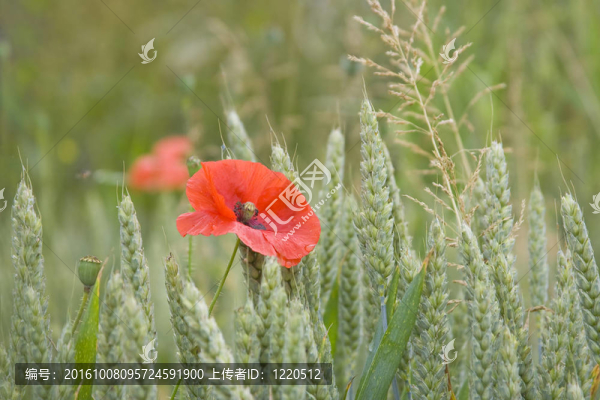 罌粟花