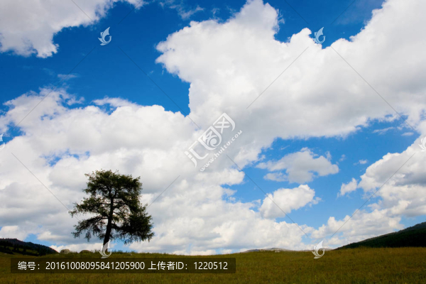 孤獨(dú)的樹