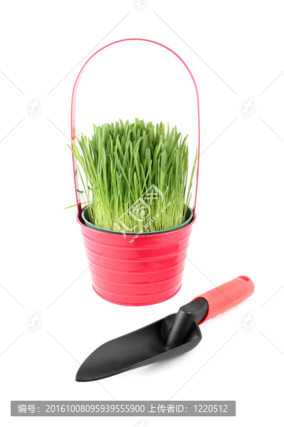 盆栽草