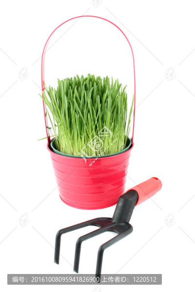 盆栽草