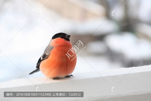 雄性紅腹灰雀。