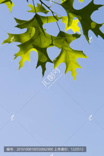在湛藍(lán)的天空中的綠葉