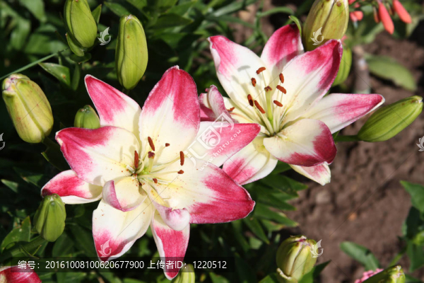 粉色和白色的百合花