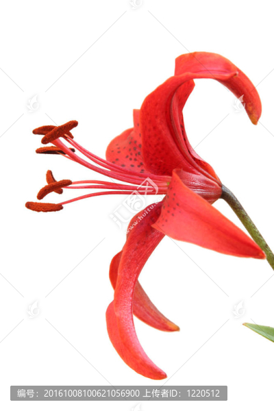 老虎百合