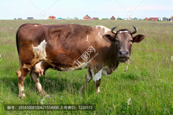 牛