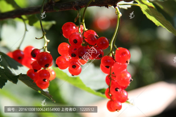 紅醋栗的分支