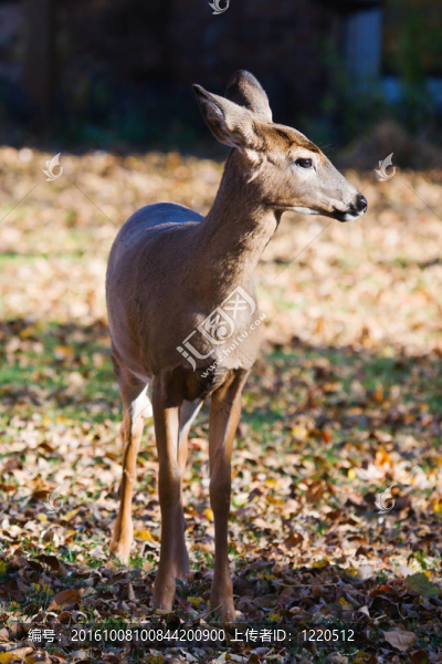 白尾鹿（Odocoileus,virginianus）。