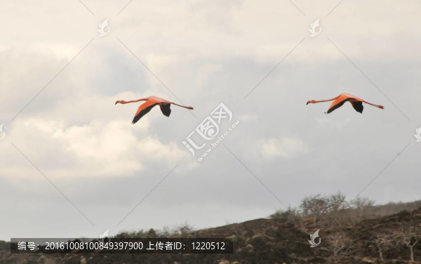 飛flamigoes