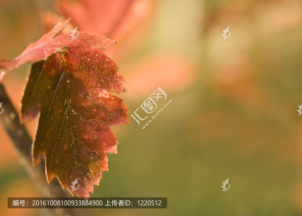 秋天。模糊背景下的紅葉