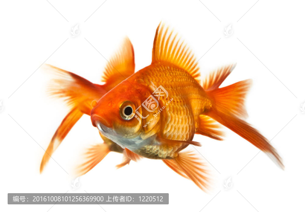 白色的兩條金魚