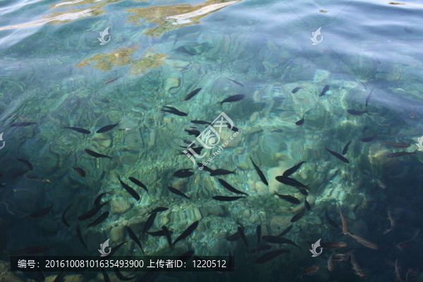 魚在水里