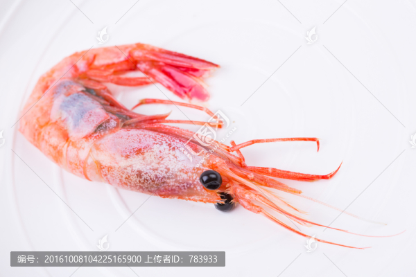 北極甜蝦
