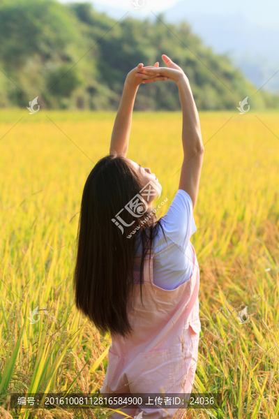 稻香,清晨陽光