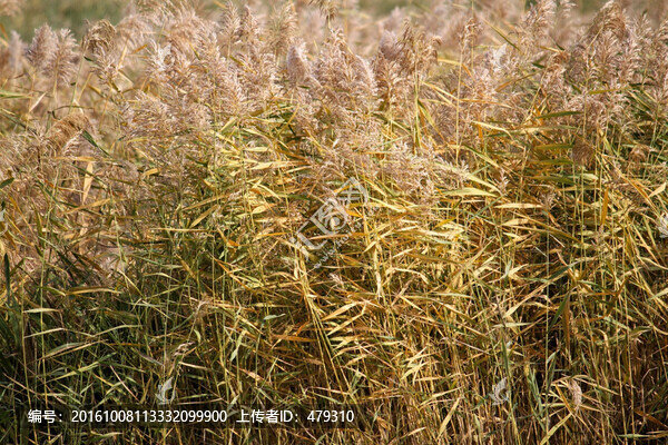 蘆葦,濕地,秋天,植物,蘆花