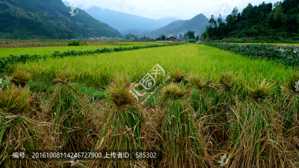 寂靜稻田最美鄉(xiāng)村