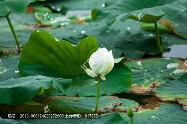 荷花