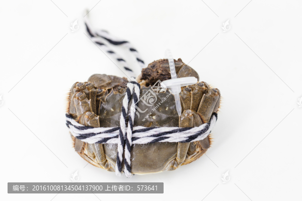 新鮮大閘蟹