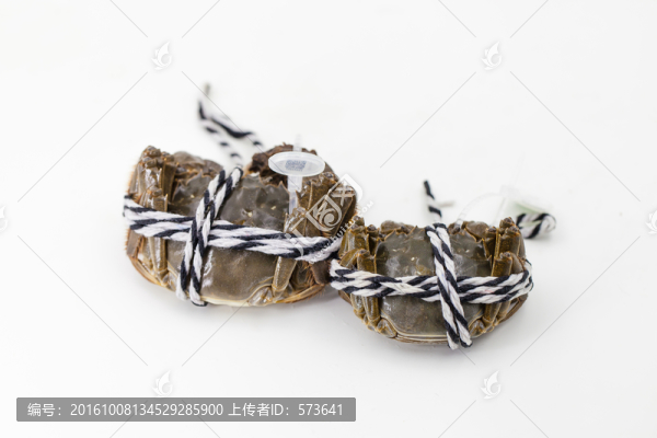 生鮮大閘蟹