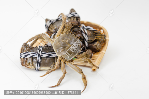生鮮大閘蟹