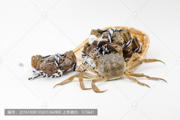 鮮活螃蟹