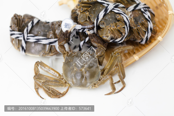 蟹,螃蟹