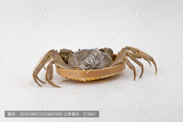 蟹,螃蟹