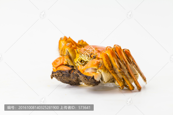 大閘蟹