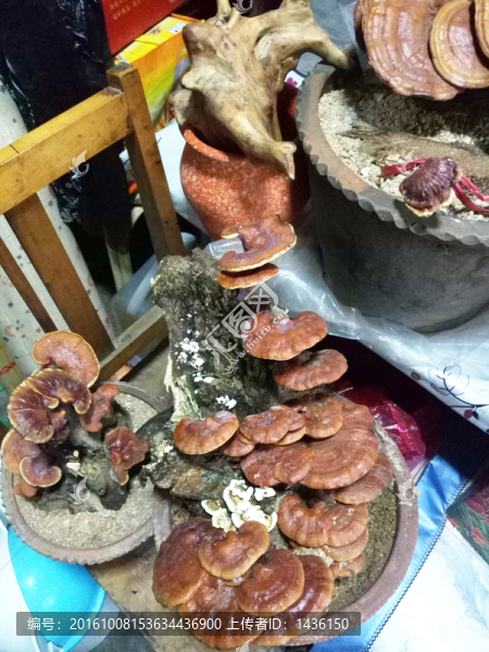 靈芝